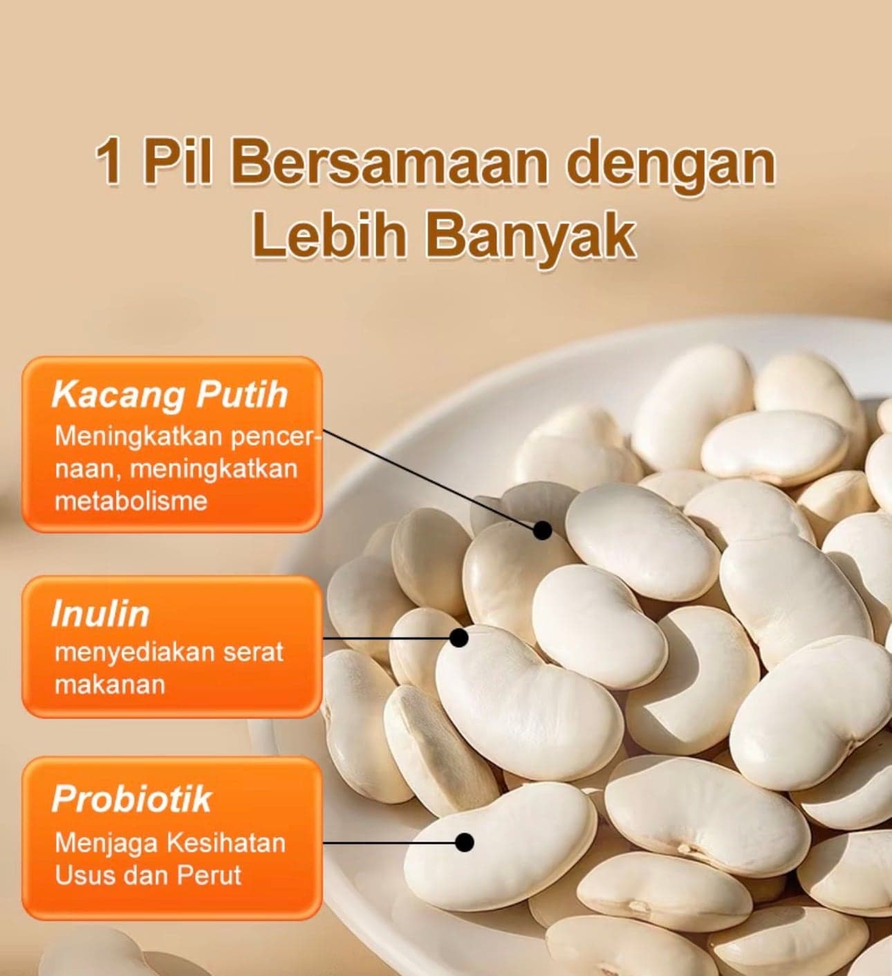 Supplier graphic: a plate of white kidney beans with three labels naming white kidney bean, inulin and probiotic